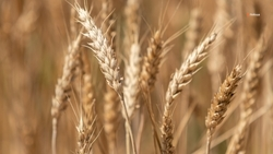 Ставропольскую продукцию АПК экспортируют в порядка 100 стран