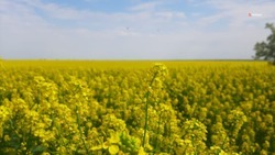 Аграрии Будённовского округа обработали посевы горчицы от капустной моли