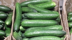 Производство тепличных огурцов увеличилось на Ставрополье