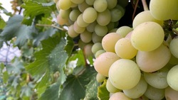 Аграрии Будённовского округа подготовили виноградники к зиме