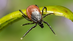 Клещи выходят на охоту утром и вечером – врач из Будённовска