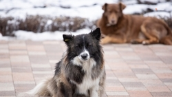 Пункт содержания бездомных животных в Будённовске откроется летом