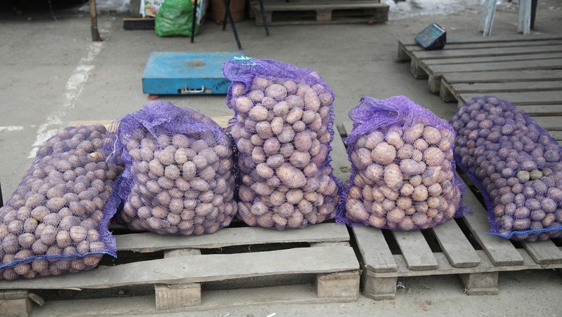 Аграрии Ставрополья собрали 146,8 тыс. тонн клубней картофеля 
