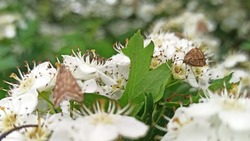 В Будённовском округе начался лёт бабочек лугового мотылька