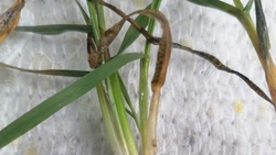 Почти 9 тыс. га озимых зерновых обследовали на предмет корневой гнили специалисты в Будённовском округе