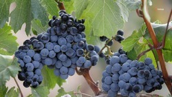 Господдержка помогает наращивать урожайность винограда на Ставрополье