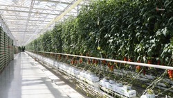 Урожай тепличных овощей составит более 117 тыс. тонн на Ставрополье в 2024-м