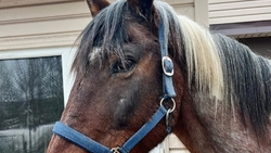 Коня со Ставрополья спасла от убоя жительница Смоленска
