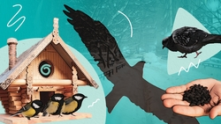 От степных хищников до городских воробьёв: какие птицы зимуют в Будённовском округе и чем их можно подкармливать