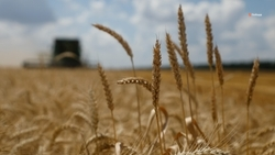 Урожай зерновых на Ставрополье составил более 10 млн тонн