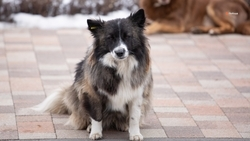 Более 50 собак отловили в Будённовске с начала 2025 года