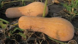 Аграрии Ставрополья собрали 577 тонн тыквы