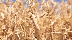 Аграрии Ставрополья убрали рекордные 628 тыс. тонн гороха