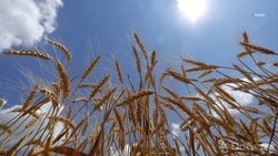 Уборка пшеницы на Ставрополье — в полном разгаре