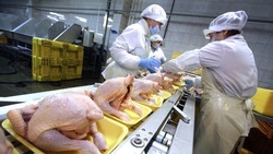 Производство ставропольского мяса птицы нарастили на 5,6%