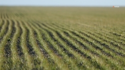 Самолёт будет орошать поля Ставрополья в 2025 году для борьбы с засухой