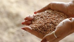 До 70% семян накопили ставропольские аграрии для весеннего сева