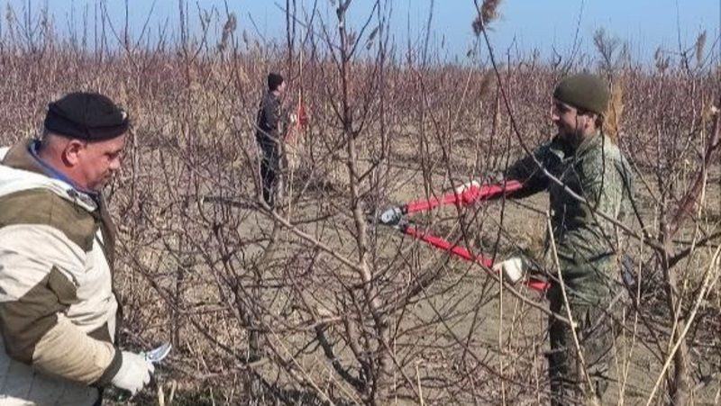 Обрезка виноградной лозы и садовых деревьев стартовала в Будённовском округе