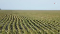 На Ставрополье искусственный интеллект будет следить за состоянием земель