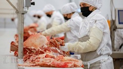  Хозяйство из Левокумского округа планирует увеличить производство мяса за счёт господдержки
