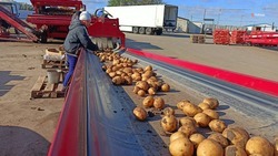 Аграрии Прикумья собрали 2,3 тысяч тонн картофеля