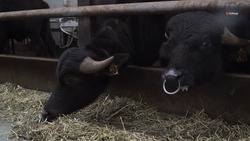 Ставропольский ветеринар рассказал о преимуществах содержания буйволов