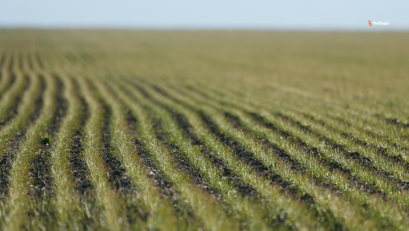 Аграрии Ставрополья начинают весеннюю подкормку озимых культур