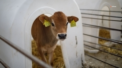 Зимовка сельхозживотных проходит на Ставрополье в штатном режиме