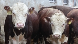 На Ставрополье произвели более 13 тыс. тонн говядины