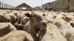 Овечьи шкуры со Ставрополья начнут поставлять в Республику Беларусь