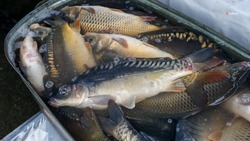 Ставрополье в пять раз нарастило экспорт рыбной продукции
