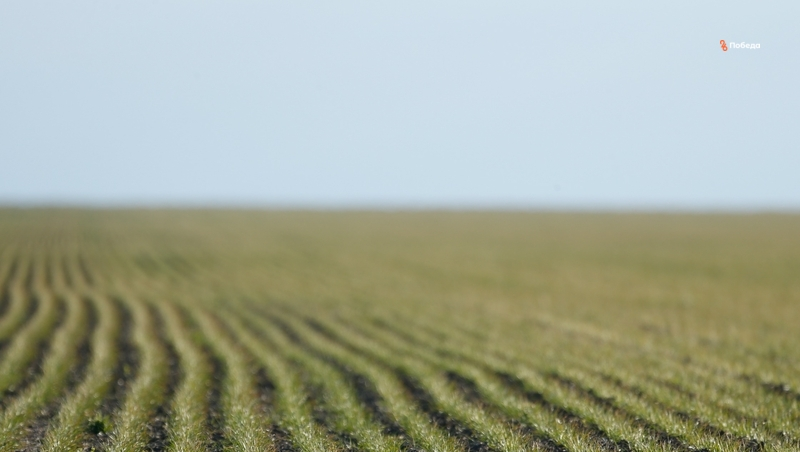 Органическое земледелие Ставрополья получит дополнительную поддержку