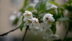 Дожди и ветер ожидаются в Будённовском округе 28 и 29 марта