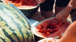 Ставропольские бахчеводы выращивают более 30 видов арбузов