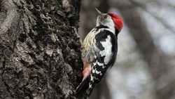 Лучшие площадки для бёрдвотчеров назвали на Ставрополье