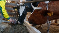 Свыше 32 тыс. тонн молока собрали в период зимовки скота на Ставрополье