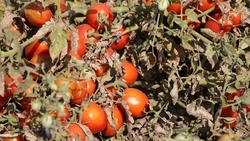 Фестиваль томата пройдёт на Ставрополье