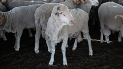Свыше 400 тыс. ягнят получит Ставропольский край в период окотной кампании