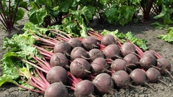 Около 2 тыс. тонн столовой свёклы собрали на Ставрополье 