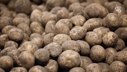 Экономист: подорожание картофеля на Ставрополье связано с сокращением запасов прошлогоднего урожая