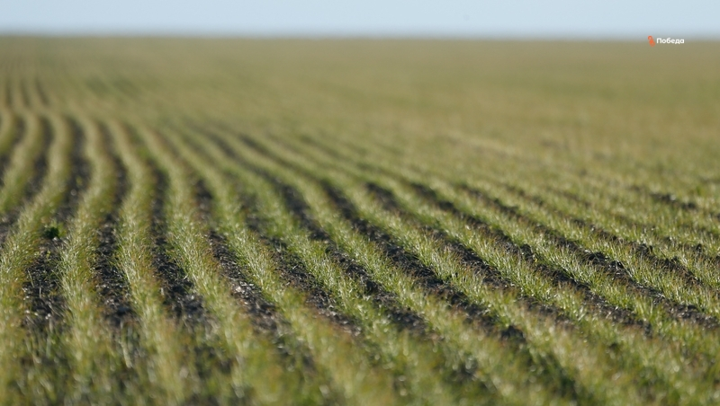 Самолёт будет орошать поля Ставрополья в 2025 году для борьбы с засухой