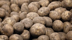 Экспорт ставропольского картофеля нарастили до 5,7 тыс. тонн
