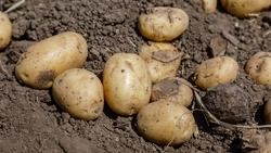 Аграрии Ставрополья начали уборку раннего картофеля