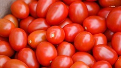 Более 90 тыс. тонн тепличных помидоров собрали на Ставрополье в 2023 году