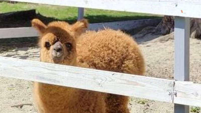 Альпаки могут стать домашними питомцами — ставропольский эксперт