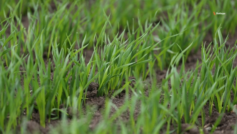 Глава Ставрополья сообщил о ходе весеннего сева