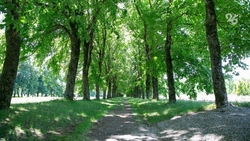 Ежегодно на Ставрополье восстанавливают около 54 га лесов 