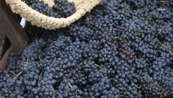 Три марки ставропольского вина вошли в первую Винную карту России