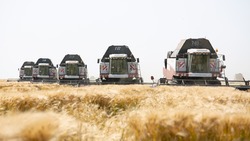 Сельхозпроизводители Ставрополья намолотили более 7 млн тонн зерна