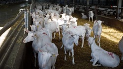 Ферму на 6,5 тыс. коз достроят на базе молочного комплекса в ставропольском селе